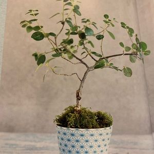 Meet your Posher, Ness